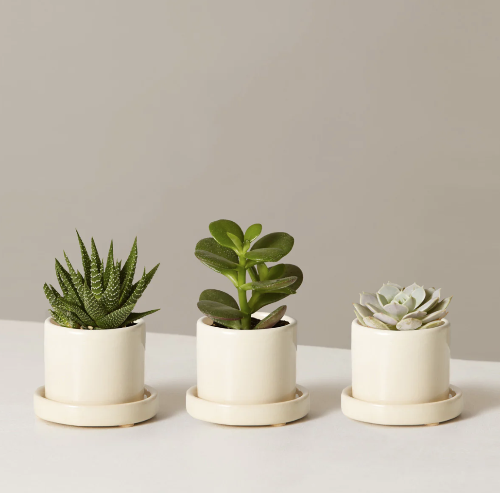 Succulent Assortment with Planters