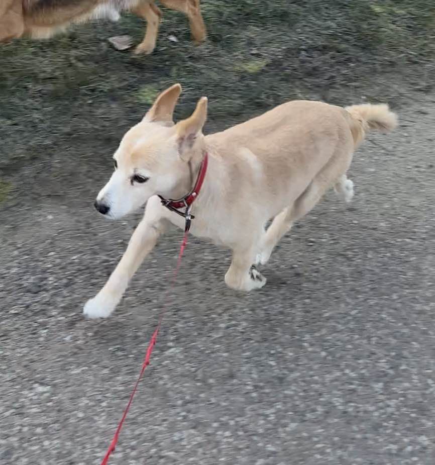 Zaginął pies w Bartoszach, Molly. Jeśli ktoś widział proszę o kontakt.