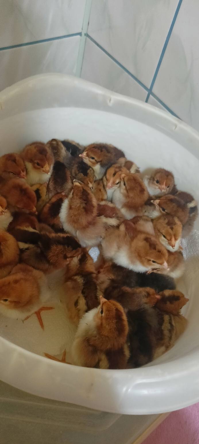 Sprzedam kurczęta zagrodowe