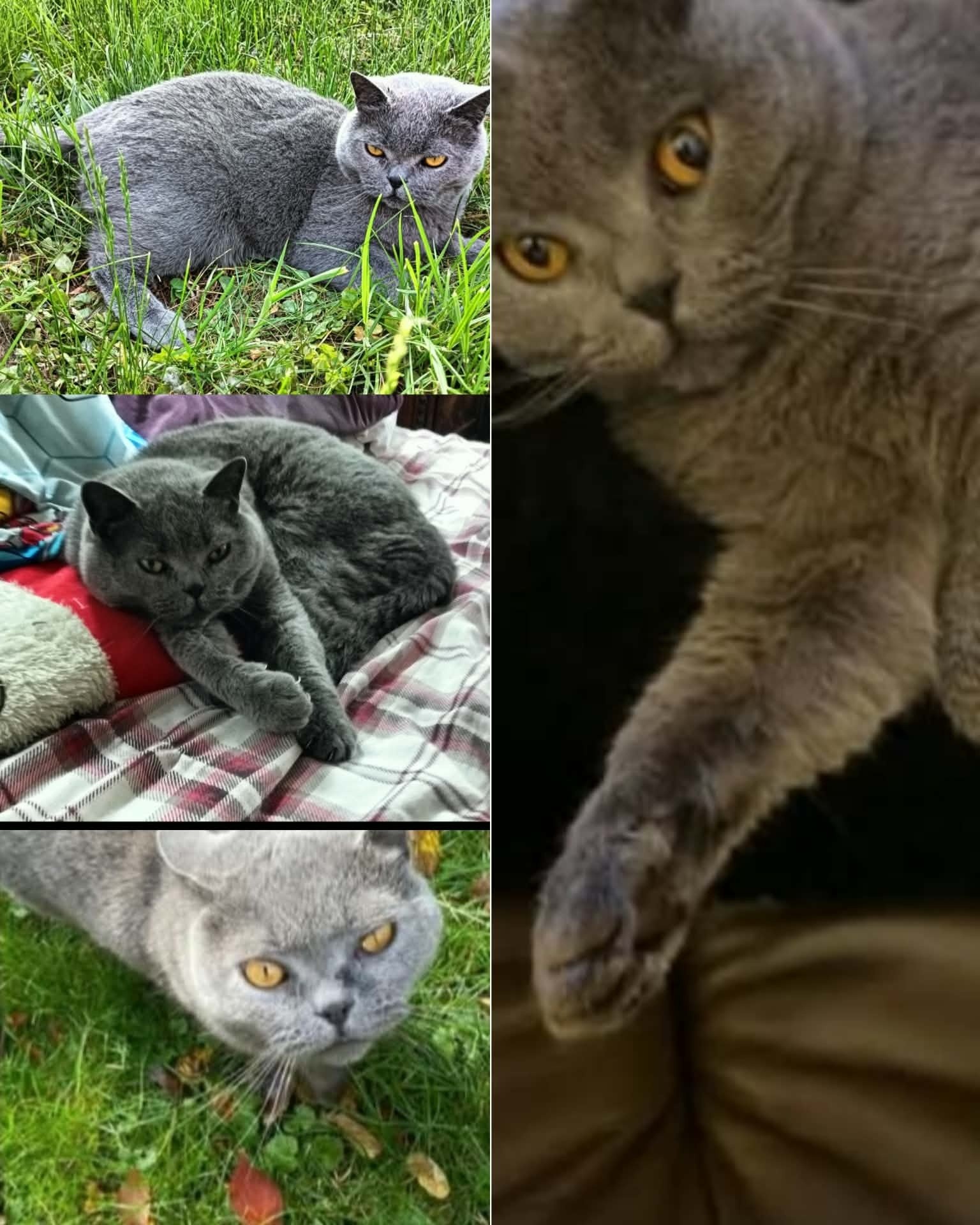 ‼️ ZAGINĄŁ KOT – POMÓŻCIE GO ODNALEŹĆ ‼️

27.04 wieczorem w okolicach ul.11 listopada zaginął nasz ukochany kot Lord 🐾
Ma 8 lat, jest rasy brytyjskiej (szary),

💊 WAŻNE: kot przyjmuje leki – bardzo potrzebuje pomocy!

Każda informacja ma ogromne znaczenie 🙏
Prosimy, sprawdźcie garaże, piwnice, ogródki – mógł się gdzieś ukryć.

📞 Kontakt: +48 512 434 483
💰 Przewidziana nagroda

➡️ UDOSTĘPNIJ PROSZĘ – to naprawdę pomaga dotrzeć do większej liczby osób!

Dziękujemy za każdą pomoc ❤️