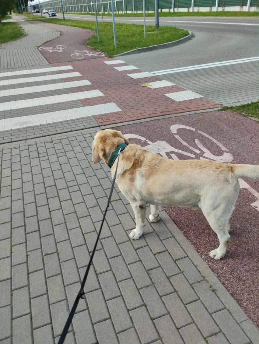 Zaginął pies wabi sie Aslan. Labrador uciekł z posesji na ulicy Emili Plater. Ktokolwiek go widział bardzo prosimy o kontakt pod numerem +48 600 182 479. Poniżej załączam zdjęcia uciekiniera
with 2 Attachments: