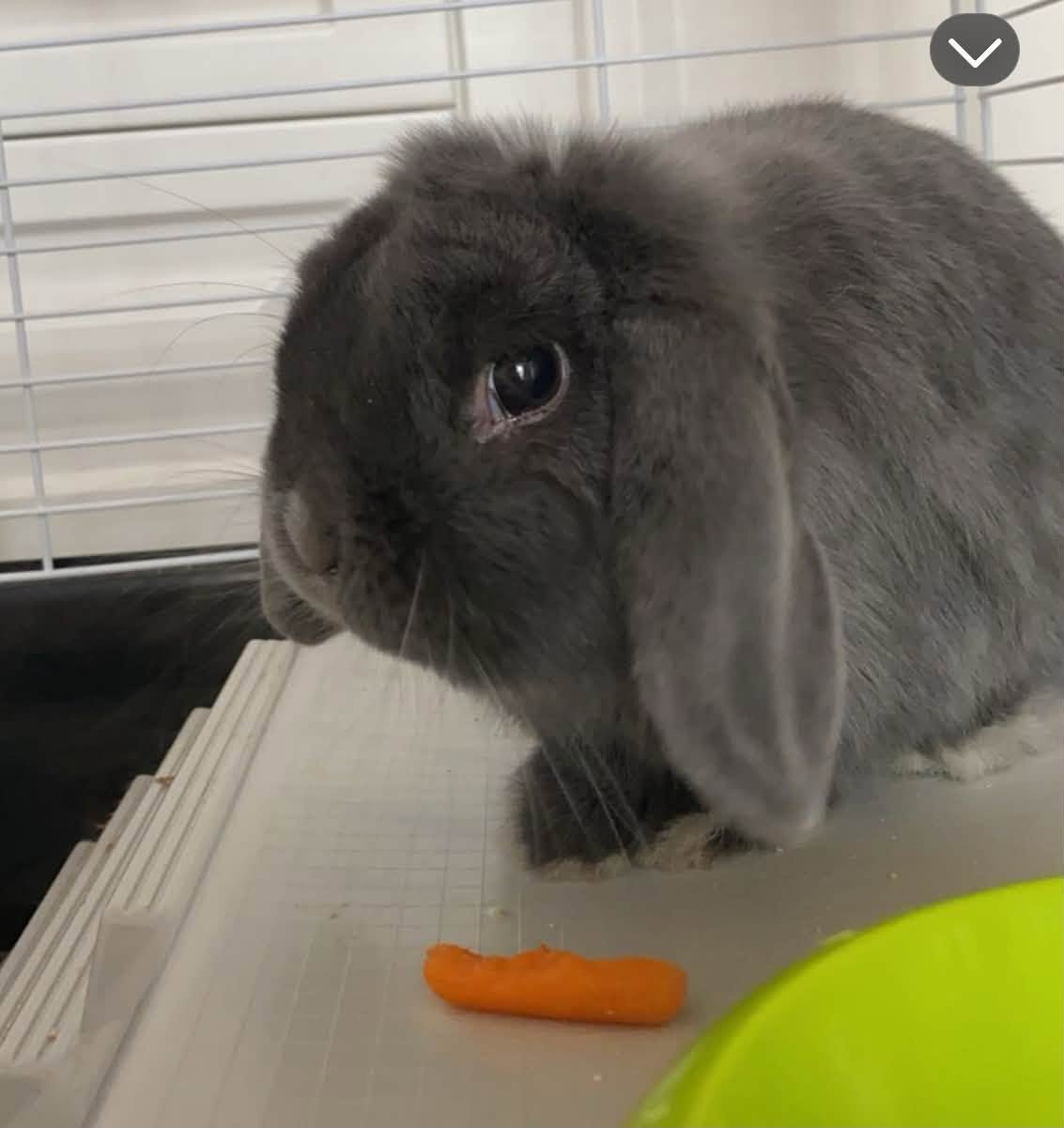 Szukamy domu dla tego słodziaka.  Jest to rasa Mini Lop. Z wielkim żalem musimy go oddać ze względu na alergię córki. Oddajemy z klatką i pełnym wyposażeniem,  klatką transportową  i klatką zewnętrzną do postawienia na balkonie lub podwórku.  Króliczek ma książeczkę zdrowia i jest wykastrowany.