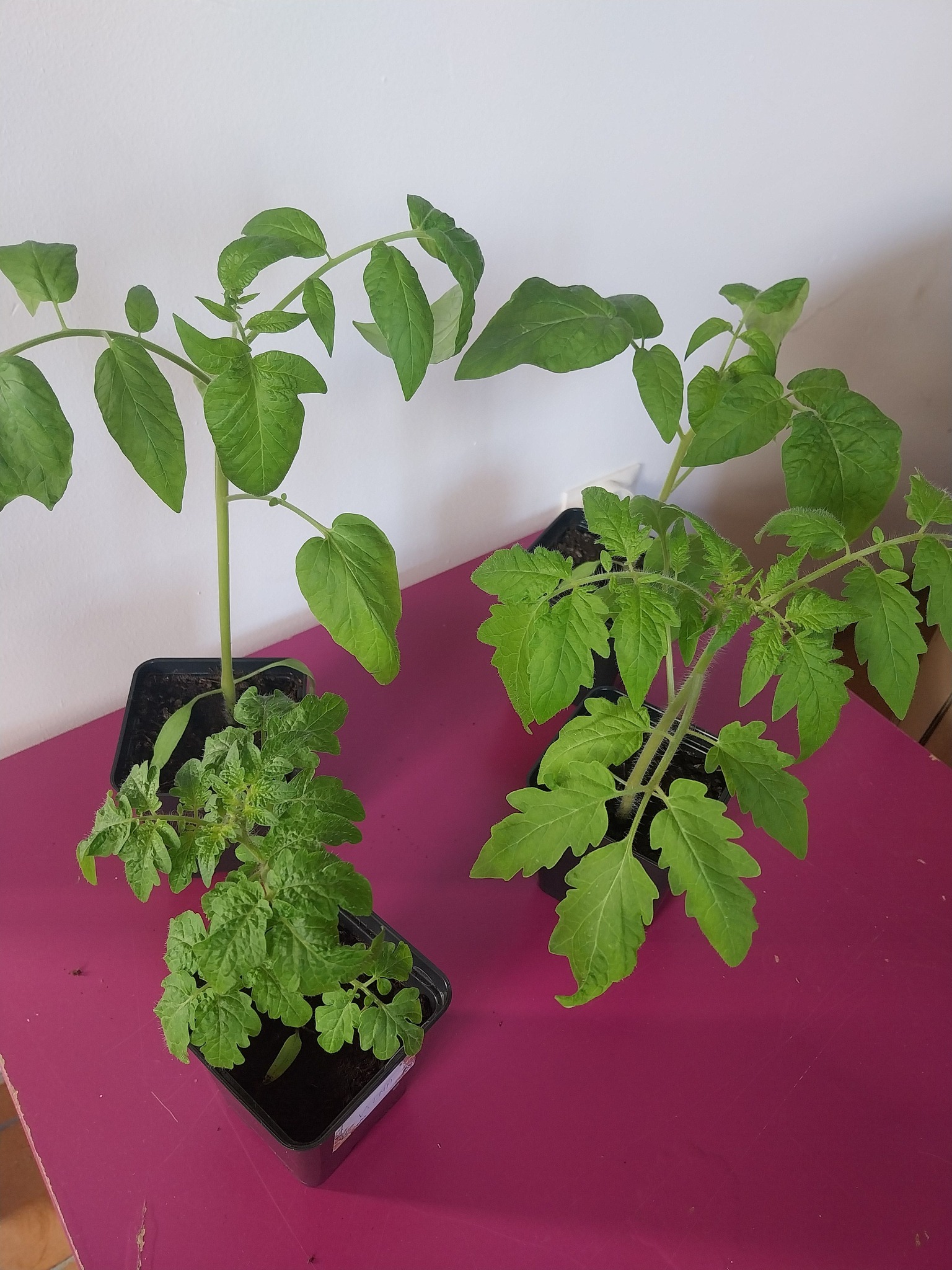 Sprzedam swoją nadwyżkę pomidorów i selera
Bawole Serce - 6 szt

Vilma - 5 szt

Zorza - 5 szt

Retro - 5 szt

Seler Albin 2x12szt