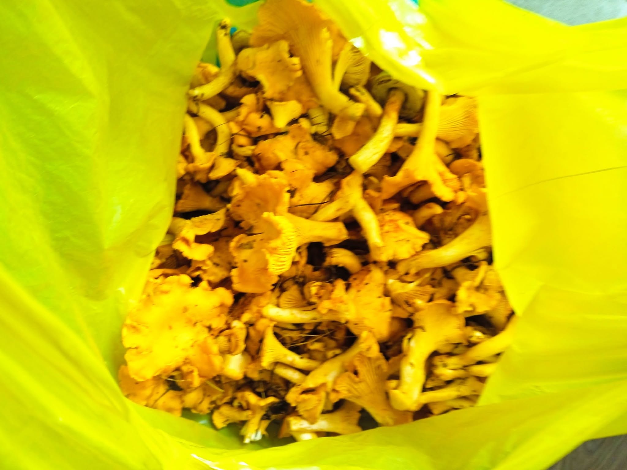Sprzedam 1.5 kg kurek dzisiaj zbierane za 50 pln