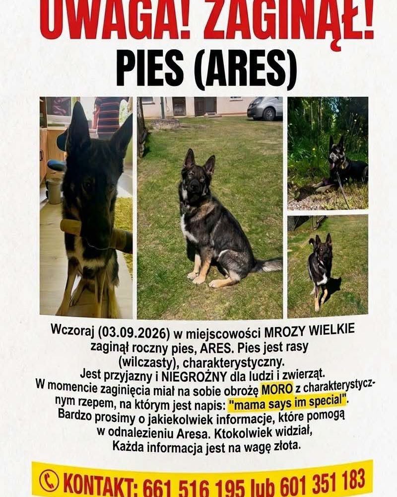 Pies poszukiwany