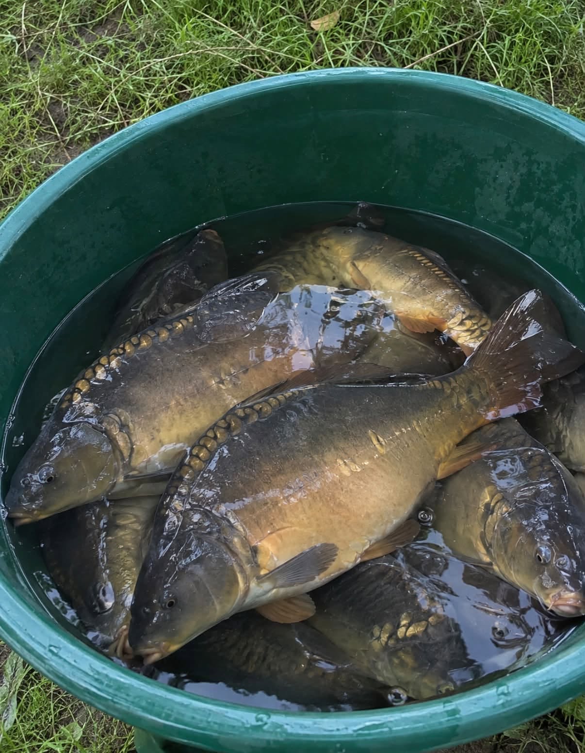 Sprzedam Karpia 35zl/kg obrany z ości i wypatroszony (dojazd do obgadania) możliwe są też inne ryby jak szczupak leszcz sandacz itp