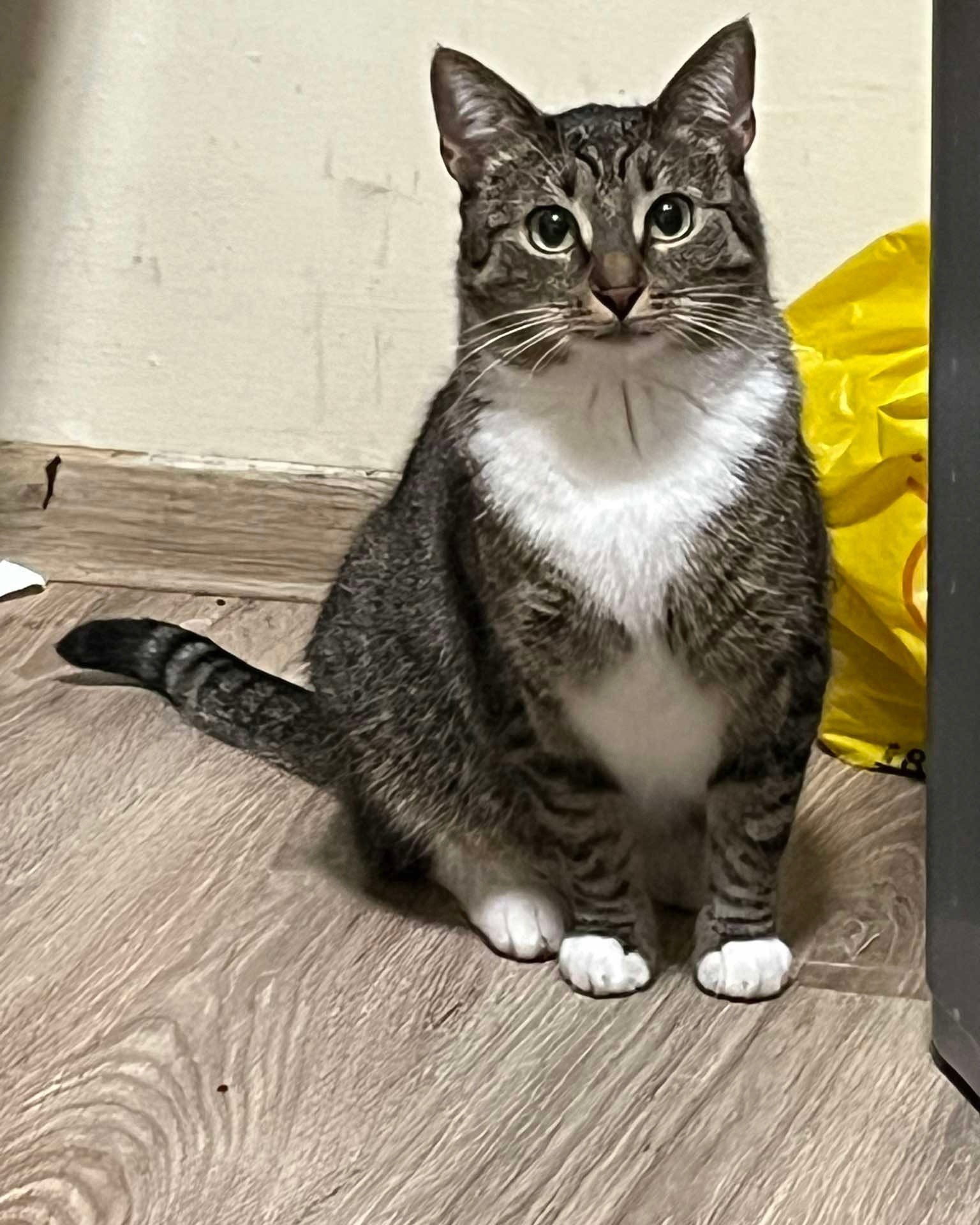 Zaginęła kotka 
W dniu 21.04.2026 wieczorem  w okolicy ul Piłsudskiego uciekła kotka bardzo przyjazna

Może być przestraszona i chować się w krzakach, piwnicach lub pod samochodami.

Bardzo proszę o pomoc — jeśli ktoś ją widział lub znajdzie, proszę o kontakt w komentarzu 🙏