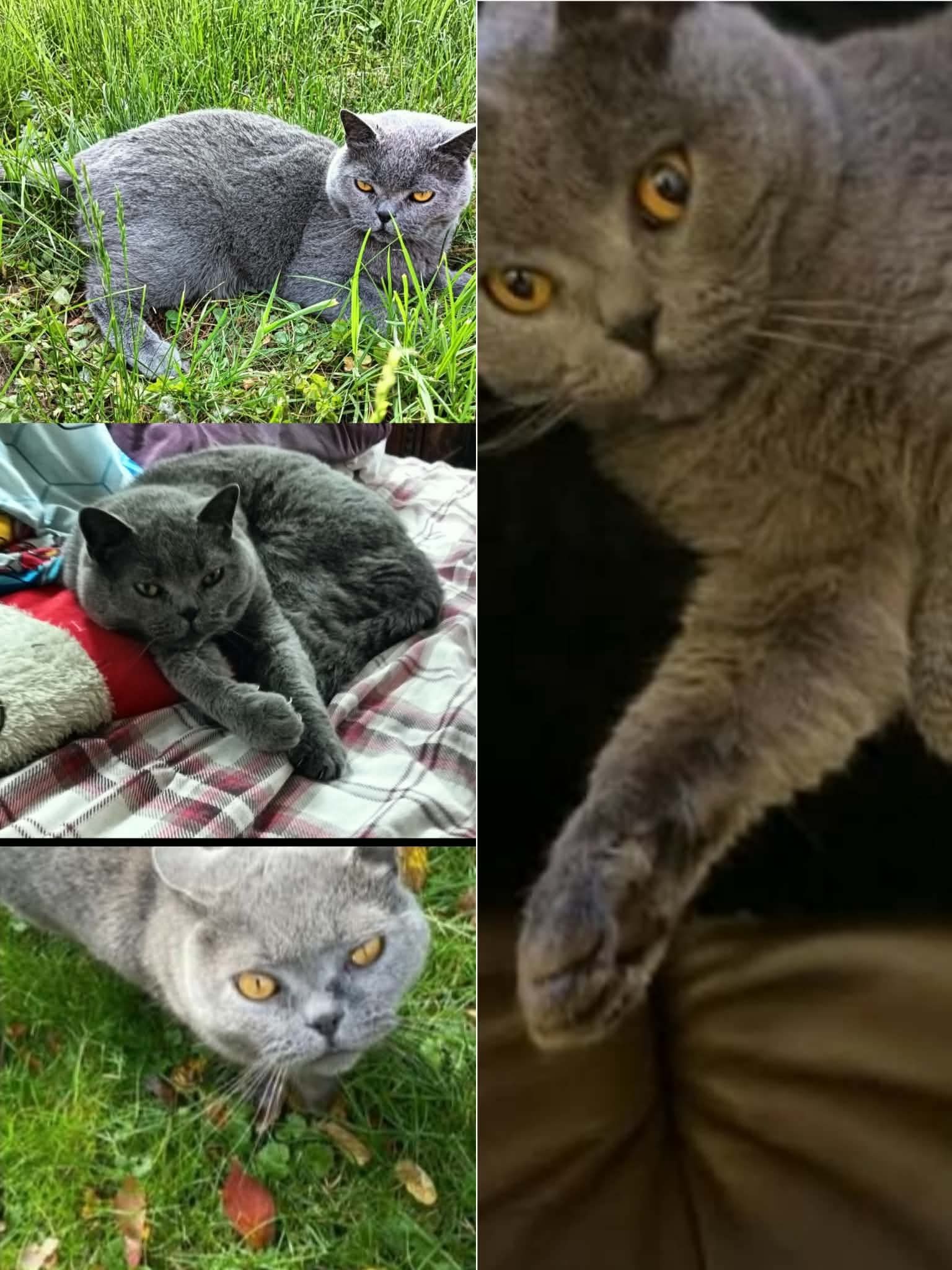 ‼️ ZAGINĄŁ KOT – POMÓŻCIE GO ODNALEŹĆ ‼️

27.04 wieczorem w okolicach ul.11 listopada zaginął nasz ukochany kot Lord 🐾
Ma 8 lat, jest rasy brytyjskiej (szary),

💊 WAŻNE: kot przyjmuje leki – bardzo potrzebuje pomocy!

Każda informacja ma ogromne znaczenie 🙏
Prosimy, sprawdźcie garaże, piwnice, ogródki – mógł się gdzieś ukryć.

📞 Kontakt: +48 512 434 483
💰 Przewidziana nagroda

➡️ UDOSTĘPNIJ PROSZĘ – to naprawdę pomaga dotrzeć do większej liczby osób!

Dziękujemy za każdą pomoc ❤️