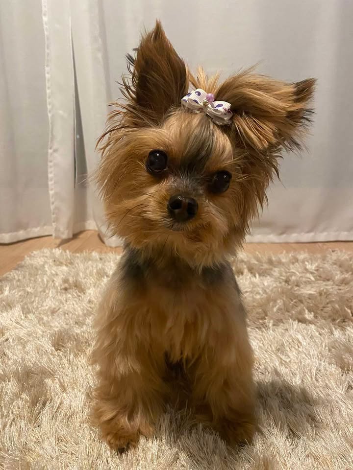ZAGINĄŁ PIESEK – YORK MINI! 🐾

Dnia 22.07 około godziny 9:00 na Szeligach zaginął nasz ukochany york mini.

To członek naszej rodziny. Wszyscy jesteśmy w ogromnej rozpaczy i robimy wszystko, aby go odnaleźć. 💔

🙏 Będziemy ogromnie wdzięczni za każdą, nawet najmniejszą informację, jeśli ktoś go widział lub wie, gdzie może przebywać.

📞 Kontakt : Eve Sinatra Facebook lub napiszcie wiadomość ja odpisze na priv 

Z całego serca dziękujemy za pomoc i liczymy na szczęśliwy powrót naszego pieska do domu.