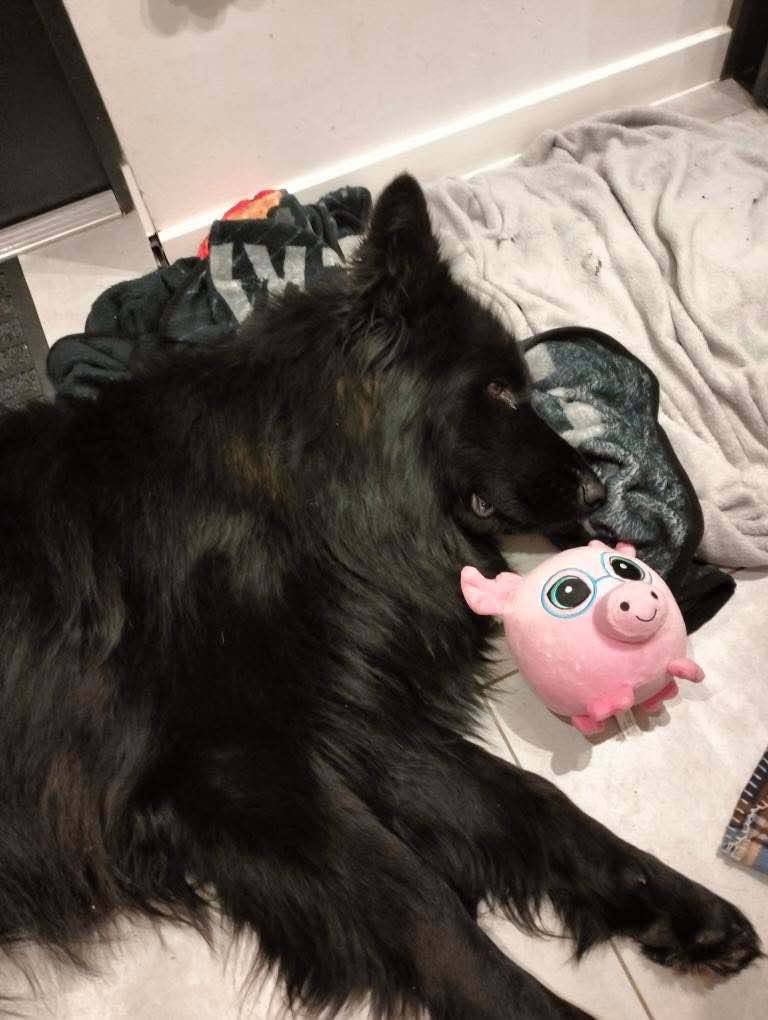 ❗ CZY TO CZYJŚ PIESEK? SZUKAMY WŁAŚCICIELA ❗

Od 22 grudnia po miejscowości Płociczno błąka się czarny pies w typie owczarka niemieckiego.
Piesek jest bardzo płochliwy, boi się ludzi i ucieka przy próbach podejścia.

🐾 Kilka rodzin dokarmia pieska. Udało się go także złapać i przenocować przez dwie mroźne noce w domu, jednak po wypuszczeniu pies uciekł i obecnie nie daje się ponownie złapać.

🏚️ Pies wcześniej chował się w nieogrodzonym domku – w kurniku, jednak właściciel posesji ogrodził teren.
Obecnie pies nie ma bezpiecznego schronienia, a przy każdej próbie przejęcia go przez człowieka ucieka i szuka schronienia, co znacznie utrudnia pomoc.

❄️ Sytuacja jest bardzo trudna, szczególnie w obecnych warunkach pogodowych, a pies pozostaje bez zabezpieczenia i opieki.

🙏 Czy ktoś rozpoznaje tego psa?
🙏 Czy to czyjś pies, który zaginął?

📩 Prosimy o kontakt w komentarzu 

🔁 Bardzo prosimy o udostępnienia, żeby ogłoszenie dotarło jak najdalej.

❤️🐶 Dziękujemy za pomoc
with 2 Attachments: