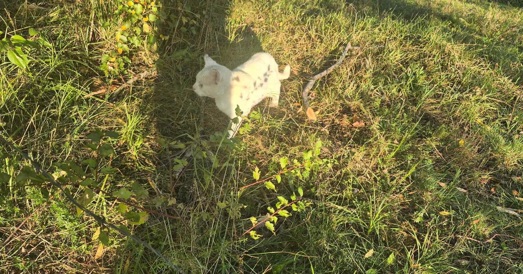 Czy są w Ełku instytucje lub osoby, które mogą pomóc dla kota, który znajduje się przy ścieżce rowerowo-pieszej Kolonia w stronę Miluk.
Kot wg mnie nie jest miejscowy raczej go ktoś tam wyrzucił.
Wygląda,że potrzebuje pomocy weterynaryjnej.