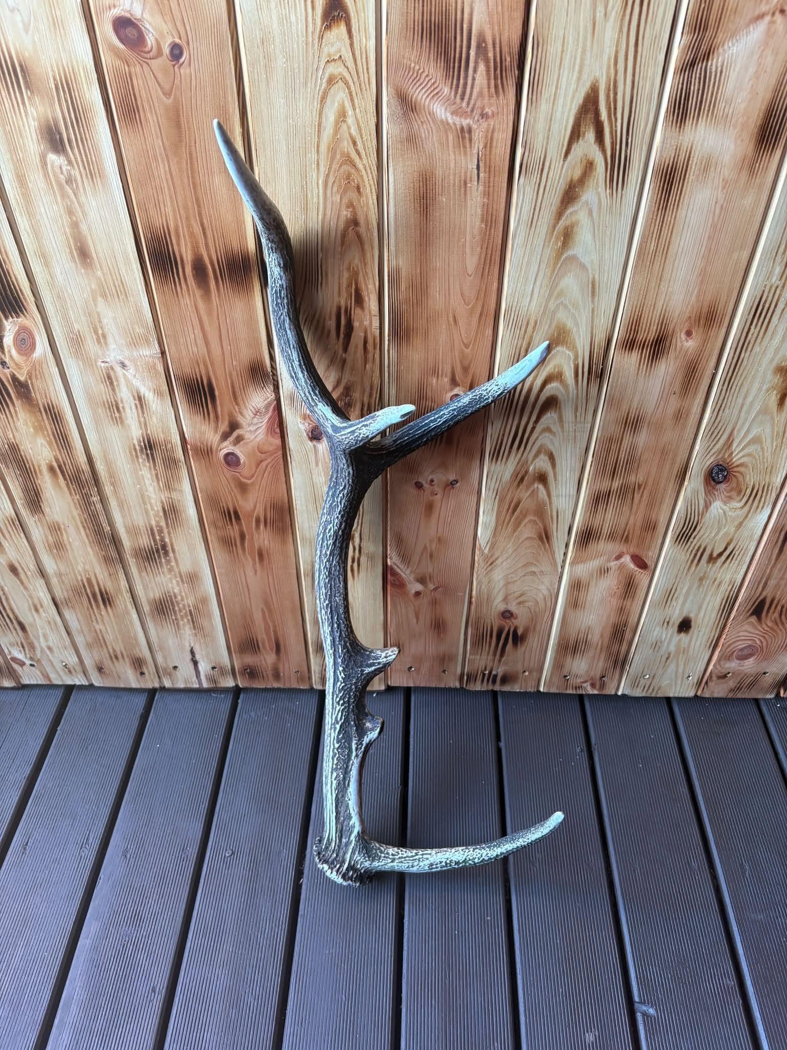 Sprzedam poroże jelenia 1 sztuka wysokość 79cm waga 1,6 kg. Cena 250zł