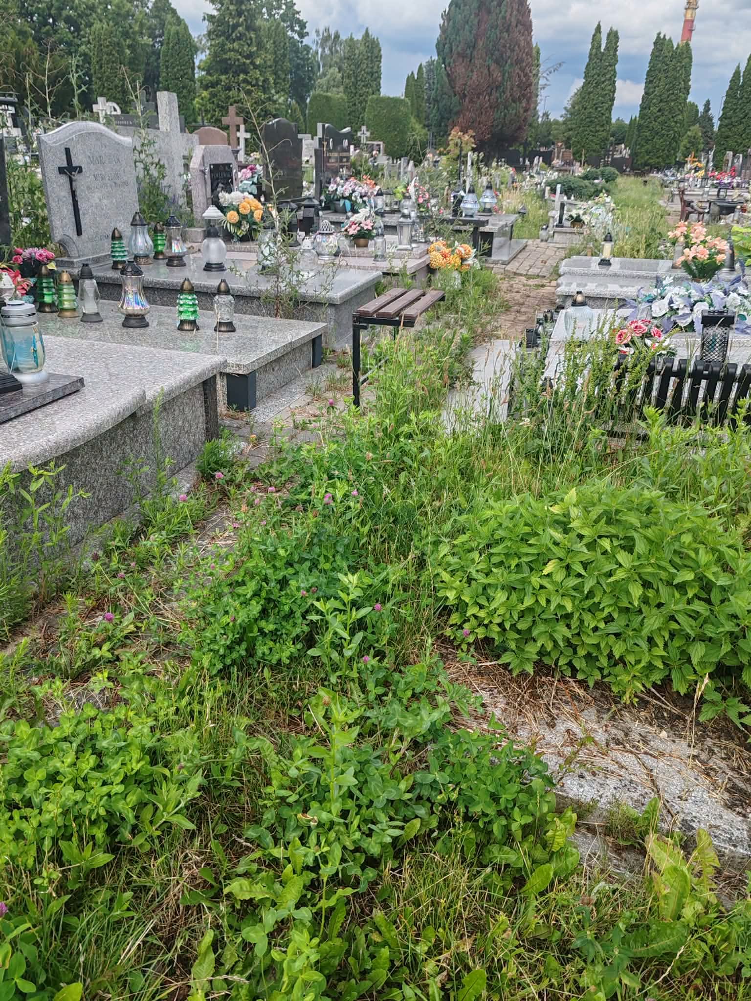 PUK PUK, kto tam? 

Nasza bohaterka (nazwijmy ją umownie Babcią Janiną) idzie odwiedzić groby bliskich. Krok za krokiem przedziera się przez alejki, które z każdym tygodniem coraz bardziej przypominają miejską dżunglę. Trawa sięga już prawie do kolan, a gęste chwasty skutecznie maskują zapadnięte kostki, krawężniki i nierówności terenu.

Nagle chwila nieuwagi. Noga zaplątuje się w wysokie, zielone pędy jak w sidła. Utrata równowagi. Kamienny, ostry róg płyty nagrobnej z dużą prędkością zbliża się do głowy...

Cięcie. Czarny ekran.

Całe szczęście to tylko fikcyjny scenariusz, a nasza „Babcia Janina” to postać wymyślona na potrzeby tego posta. Ale scenografia, w której to się rozgrywa, jest już w 100% prawdziwa.

Zarośnięte alejki sprawiają, że zwykłe odwiedziny grobów zaczynają przypominać wyprawę z maczetą. Dlatego wysyłamy krótki, serdeczny sygnał w przestrzeń do ekipy odpowiadającej za utrzymanie zieleni: to jest ten moment, kiedy kosiarki, żyłki i podkaszarki powinny wyjechać z magazynów na pełnych obrotach. 🌿🚜
with 2 Attachments: