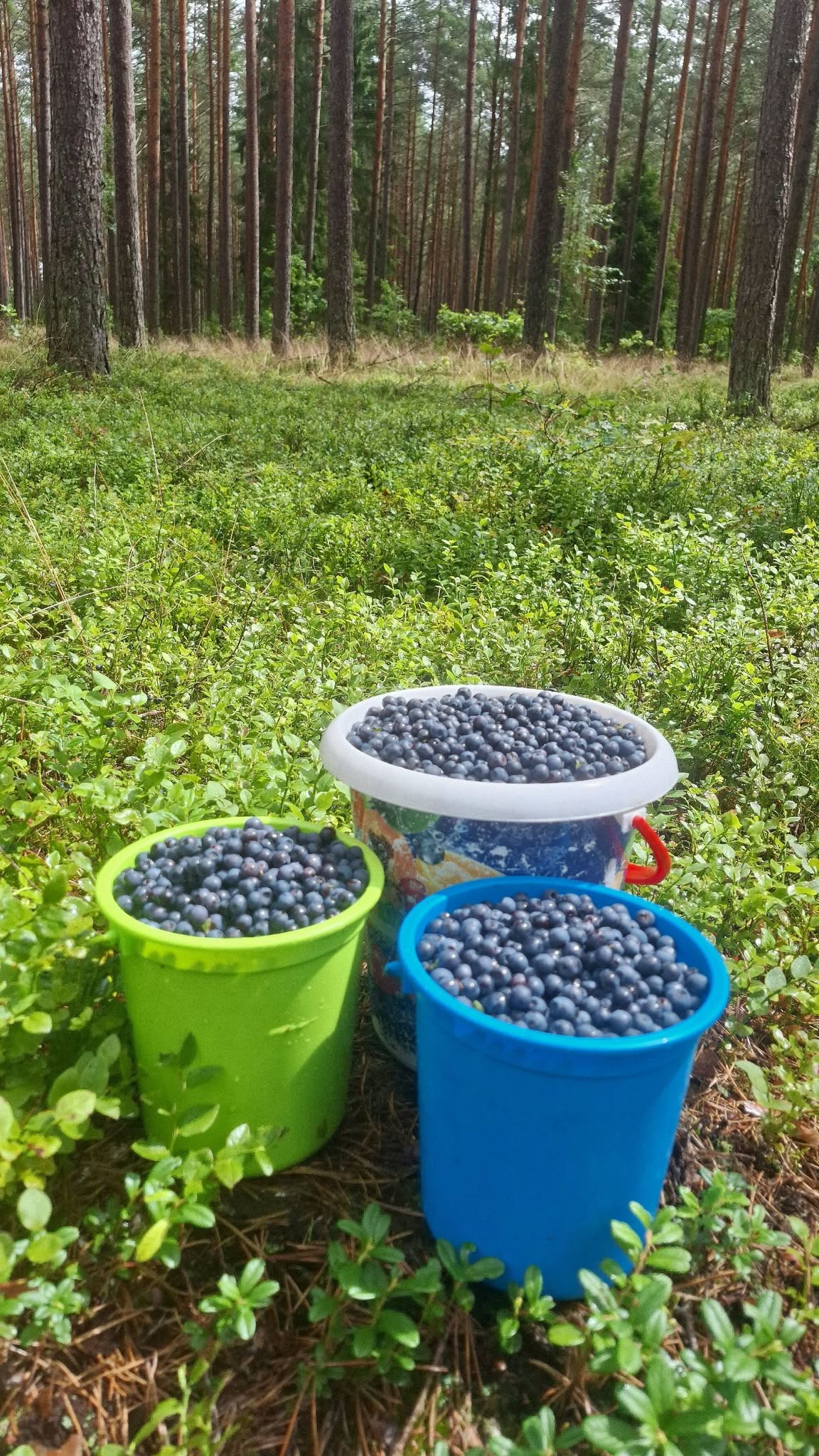 Witam 
Sezon jagodowy powoli zbliża sie ku końcowi. Przyjmuje zamówienia na jagody leśne na sobotę 1 sierpnia i wtorek 4 sierpnia o ile będzie pogoda. Jagody sa świeże i ładne zbierane ręcznie. 
Serdecznie dziękuję osobom które do tej pory kupiły jagody🙂
Więcej informacji na priv 🙂