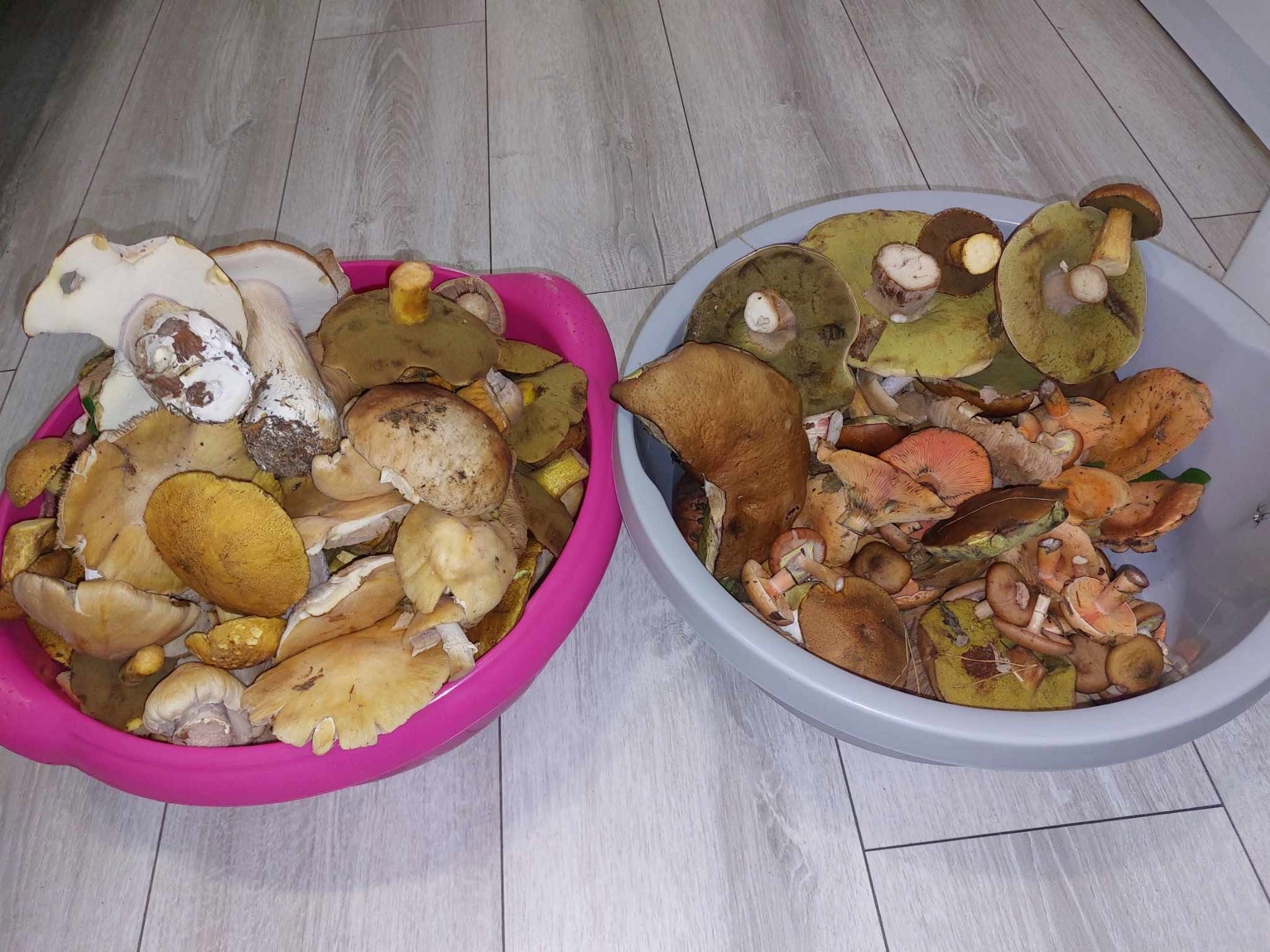 Witam dziś zbierane licytacja od 1 zł do 20:30 prawdziwki podgrzybki miodówki kołpaki rydze