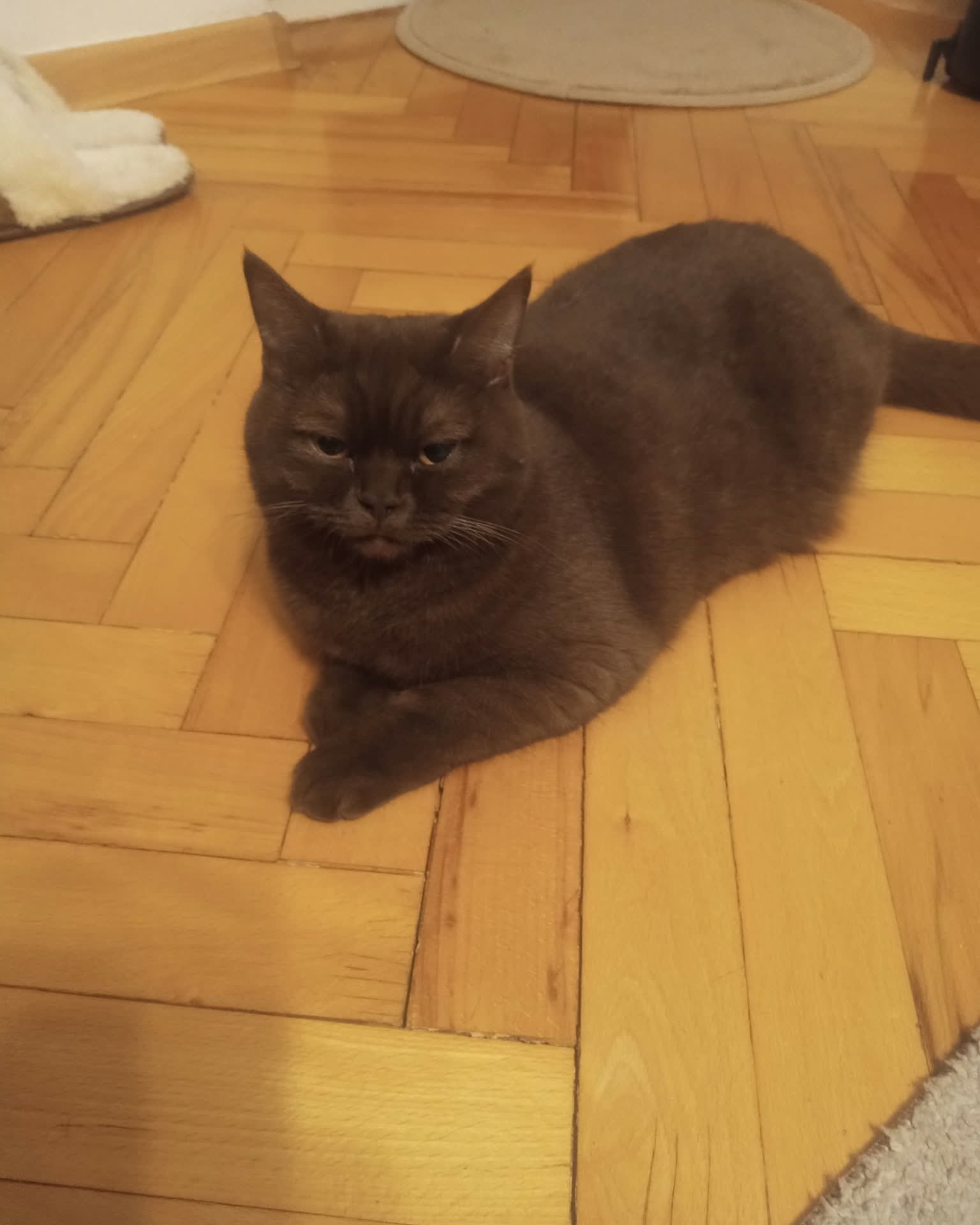 Poszukiwana kotka o imieniu Tośka wyszła wczoraj i do dziś nie wróciła okolice Słowackiego i okolice może ktoś widział .
Proszę o informację pod nr telefonu 797671048.