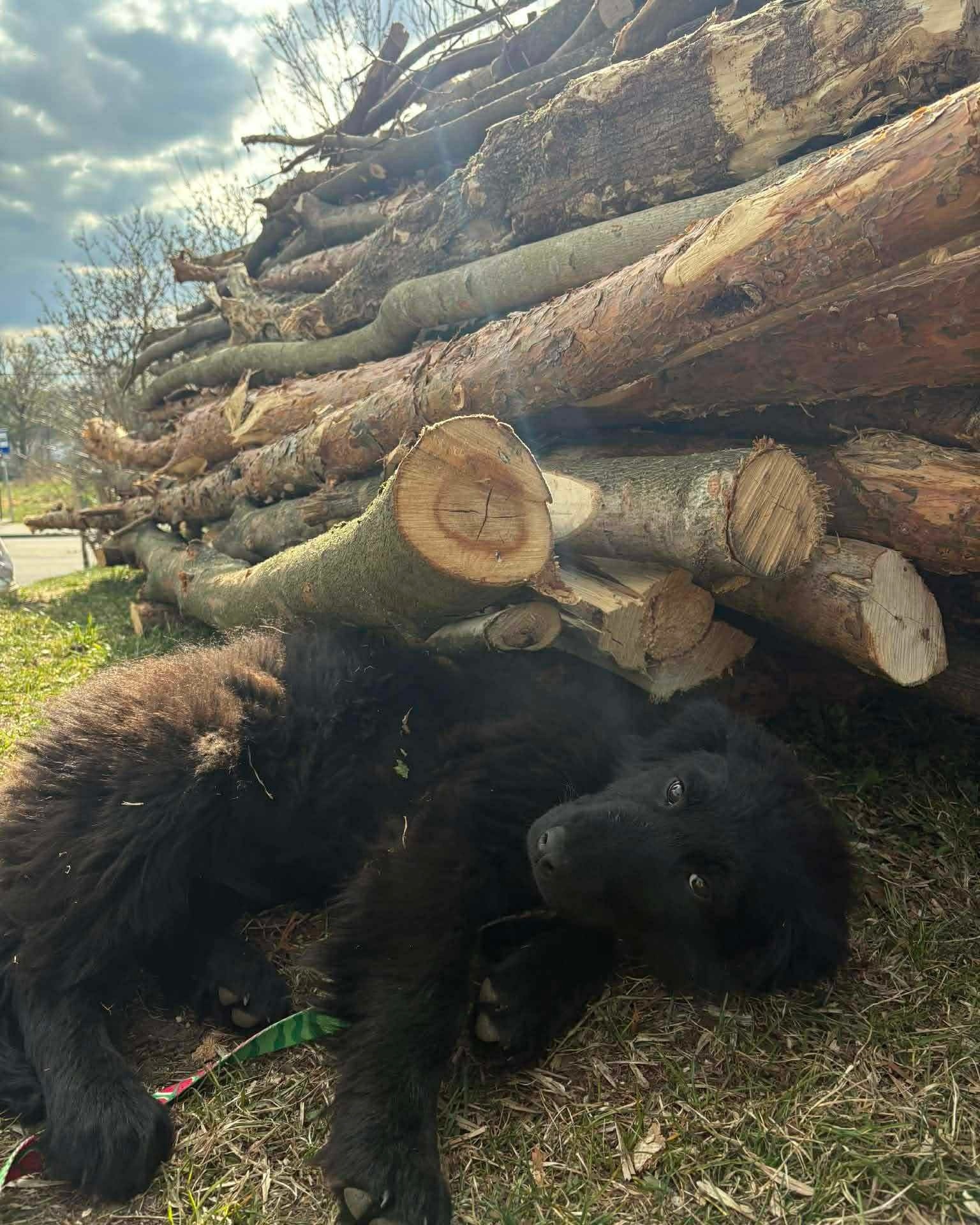 W weekend 18-19 kwietnia jakiś ZW ,YR OL wywiózł przynajmniej dwa szczeniaki w typie Nowofunlanda (4- miesięczne dwie suczki) - być może było ich więcej ale te dwie zostały znalezione i znalazły cudowne domy u osób, które je znalazły. Jedna dziewczynka została wywieziona do Stradun na osiedle domów jednorodzinnych w stronę Malinówki, druga porzucona została w Garbniku na polu - obydwie pozostają pod opieką doktor Ewy z PSOKOT w Ełku. Prośba do społeczności 🙏 - jeśli ktokolwiek coś widział albo ma monitoring w tych miejscach niech zrobi dobry uczynek i pomoże w namierzeniu tego POTWORA 🤬