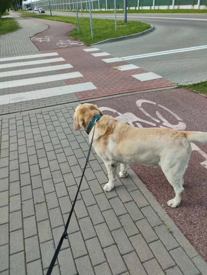 Zaginął pies wabi sie Aslan. Labrador uciekł z posesji na ulicy Emili Plater. Ktokolwiek go widział bardzo prosimy o kontakt pod numerem +48 600 182 479. Poniżej załączam zdjęcia uciekiniera