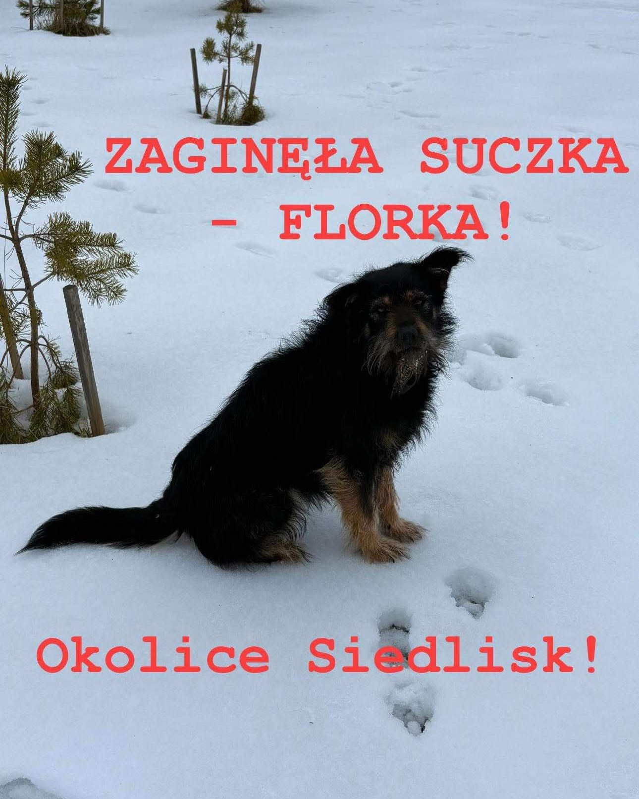 ❗️ UWAGA ❗️

🚨ZAGINĘŁA SUCZKA - FLORKA🚨

Dnia 02.03.2026, ok. godziny 19.00 w okolicach Siedlisk zaginęła suczka o imieniu Florka. 

Wiek: około 1.5 roku
Wzrost: do kolana

To młoda suczka, bardzo strachliwa.
Możliwe, że jest wystraszona i może nie podejść od razu do obcych osób.

Jeśli ktoś ją widział lub ma jakiekolwiek informacje, prosimy o pilny kontakt pod numerem telefonu: 504903269

UDOSTĘPNIJCIE POST DALEJ - każda pomoc ma ogromne znaczenie 🙏
