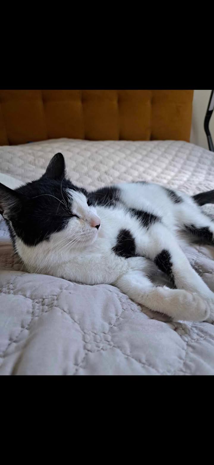 🚨 ZAGINĘŁA KOTKA 🚨
W dniu 13 kwietnia w Ełku (osiedle pod lasem) zaginęła kotka.
🐾 Opis:
Maść: biało-czarna
Charakterystyczna czarna łatka na prawej stronie noska, drobnej budowy, kotka ma 4 lata, bardzo przyjazna i może być trochę nieśmiała 
🐾 Reaguje na imię Fela
Ostatni raz widziana w okolicy Osiedla pod lasem w godzinach rannych.
Bardzo prosimy o pomoc w odnalezieniu 🙏
Dla znalazcy przewidziane znaleźne.
📞 Kontakt: 605 610 125