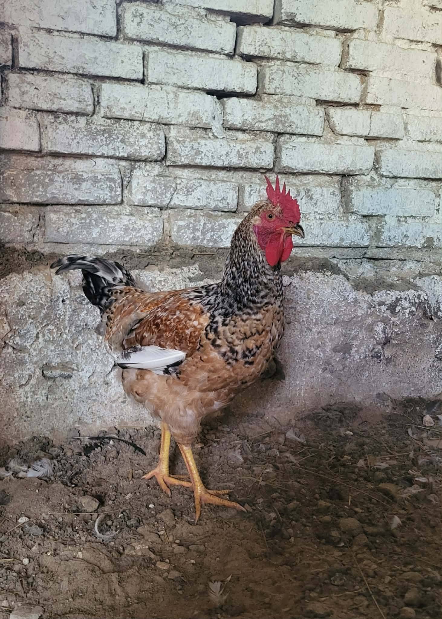 Szprzeda piękne kolorowych koguciki 35zl/sz