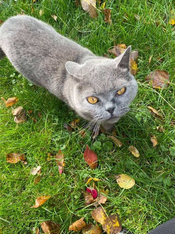 Witam, 
Wczoraj wieczorem z domu uciekł nam kotek - Lord w typie kota brytyjskiego niebieskiego. Ostatni raz widziany w okolicy ulicy 11 listopada. Bardzo prosimy o pomoc w znalezieniu naszego pupila ! 
Za pomoc w odnalezieniu nagroda ! 🥇 
Telefon kontaktowy : +48 512 434 483