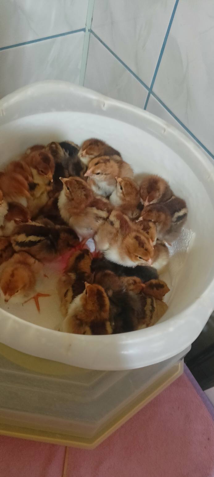 Sprzedam kurczęta zagrodowe