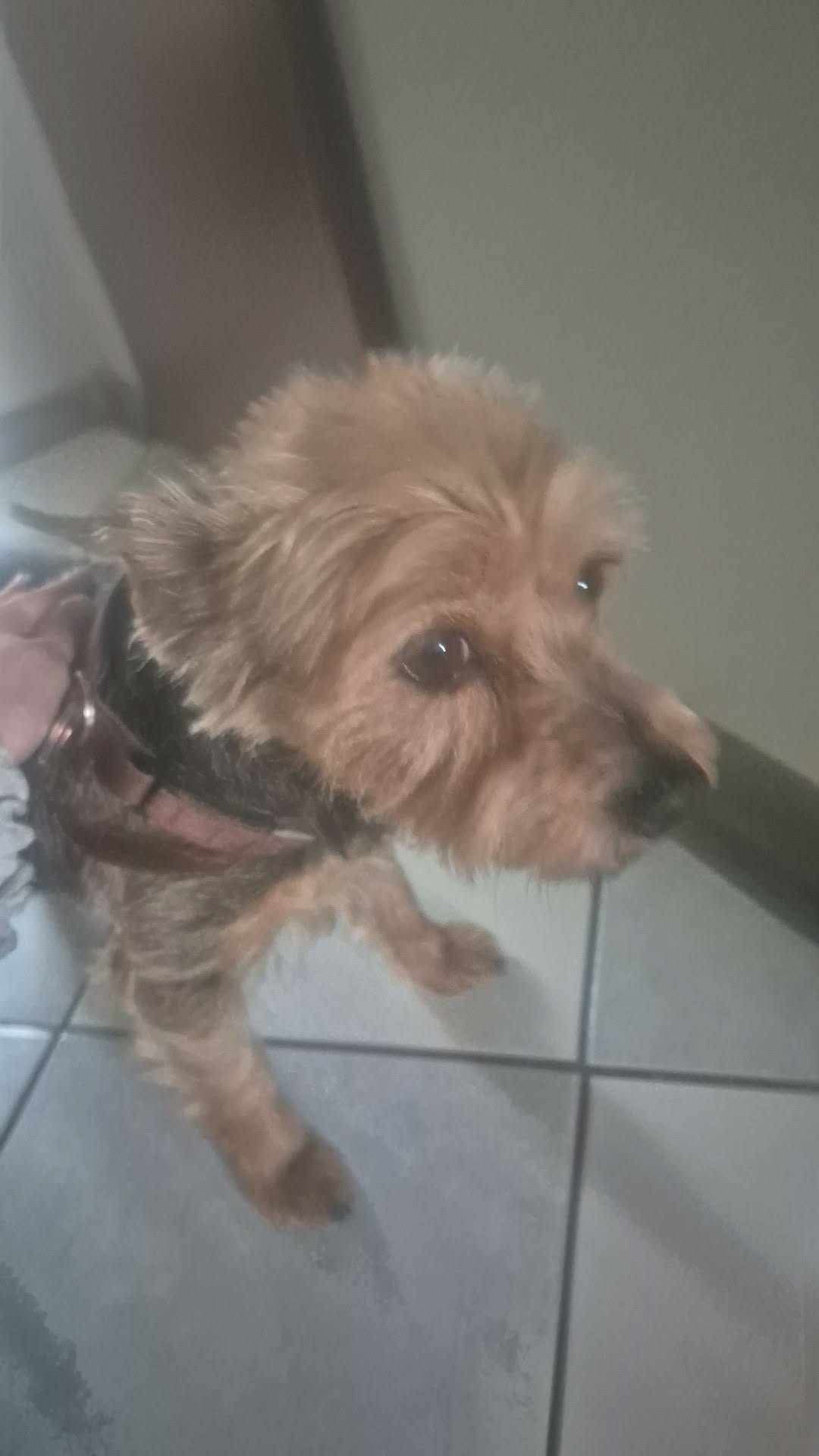 Znaleziono pieska przy ul. Jana Pawła II 11.Piesek został bezpiecznie odwieziony do Straży Miejskiej.