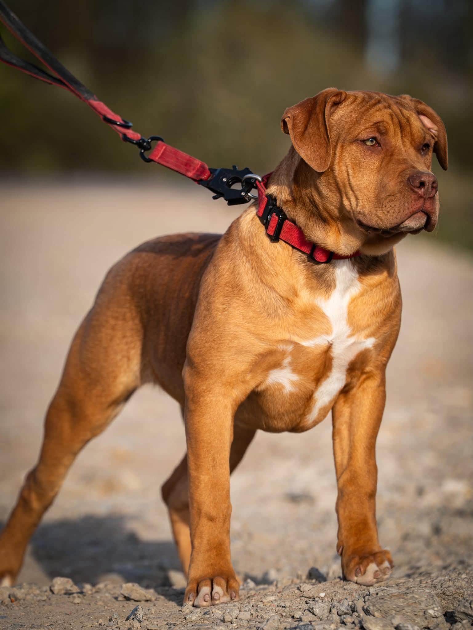 ❤️ ADOPCJA – SZUKAM WYJĄTKOWEGO DOMU ❤️
Szukam kochającego i odpowiedzialnego domu d8-miesięcznej suczki American Bully XL. Jest ostatnią sunią z miotu i bardzo zależy, aby trafiła do naprawdę wyjątkowej osoby lub rodziny.

Najważniejsze jest jej szczęście i dobry, pełen miłości dom na całe życie. Dlatego rozważymy adopcję do odpowiedzialnego i kochającego domu w tak zwanej opcji na kolanka.🐾❤️

Osobom naprawdę poważnie zainteresowanym chętnie przekaże więcej informacji oraz wyśle zdjęcia suni.