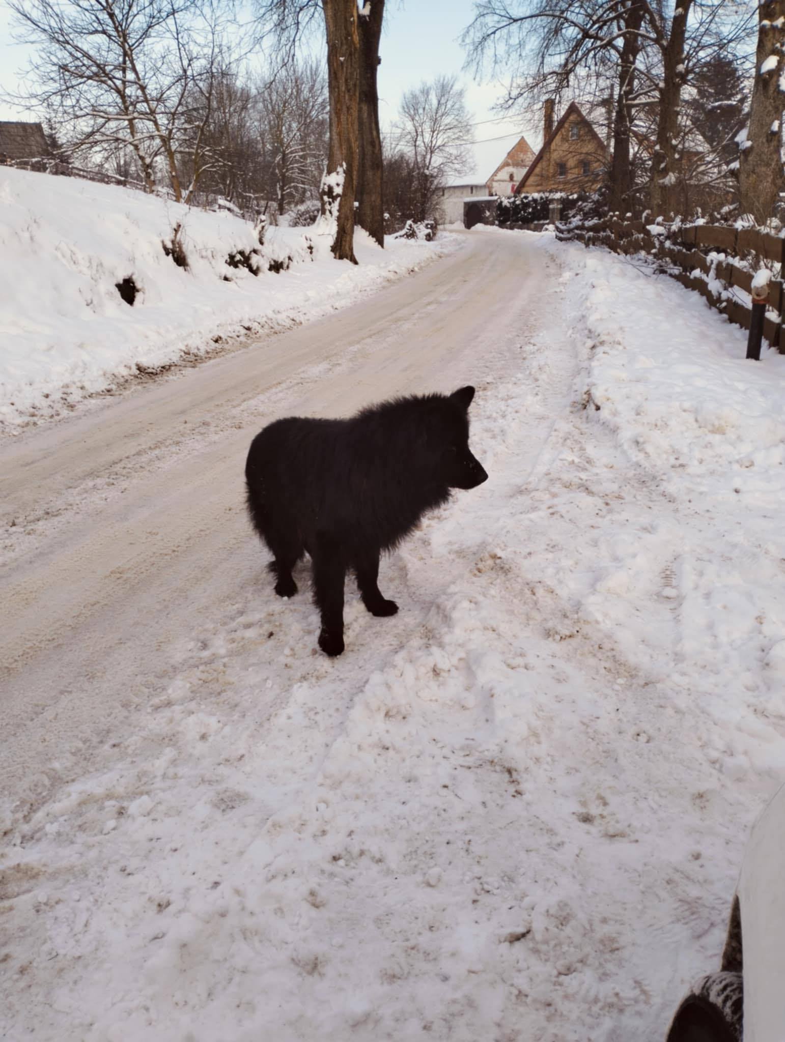 Zdjęcie ogłoszenia