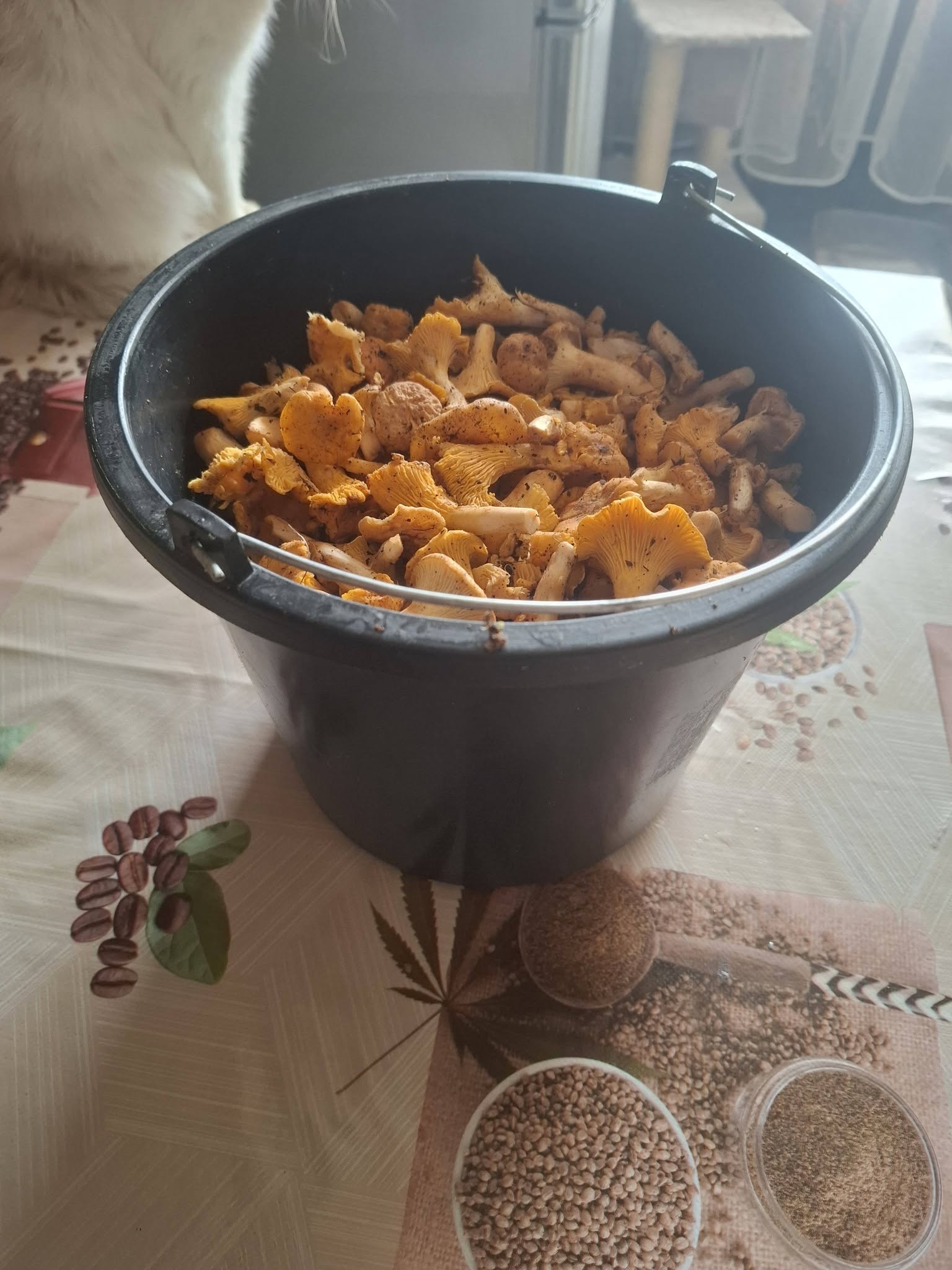 Sprzedam grzyby świeże Kurki zbierane 5L wiaderko Cena jedyne 100zł. Chętnych zapraszam na priv