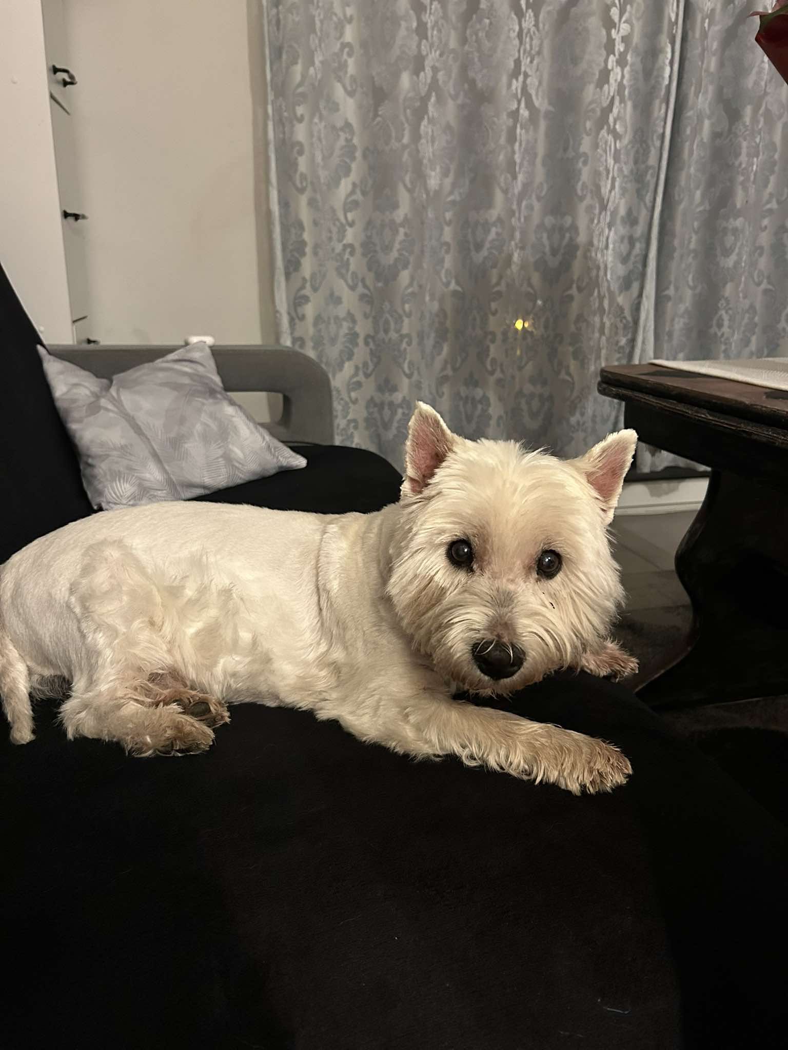 Syn pozostawił psa pod galerią Tu i Teraz. Wiem, że ktoś zaopiekował się psem, bo Panie z Topaza widziały na kamerach. Bardzo proszę o kontakt, abym mogła przede wszystkim podziękować tym osobom oraz odebrać mojego psa 570674911
Dziękuję