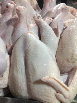 Frozen bonless Chicken Breast Wholesale Suppliers