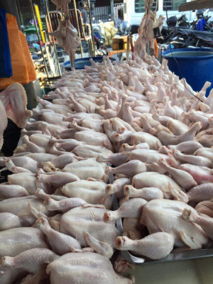 Frozen bonless Chicken Breast Wholesale Suppliers