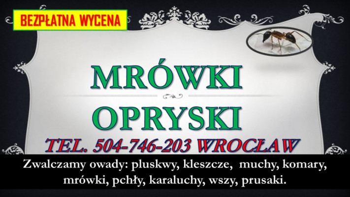 Likwidacja mrówki faraona cena tel. 504-746-203, Wrocław. Dezynfekcja