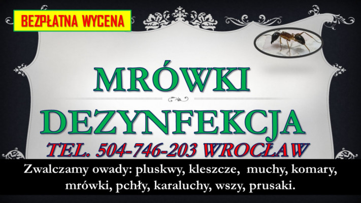 Likwidacja mrówki faraona cena tel. 504-746-203, Wrocław. Dezynfekcja