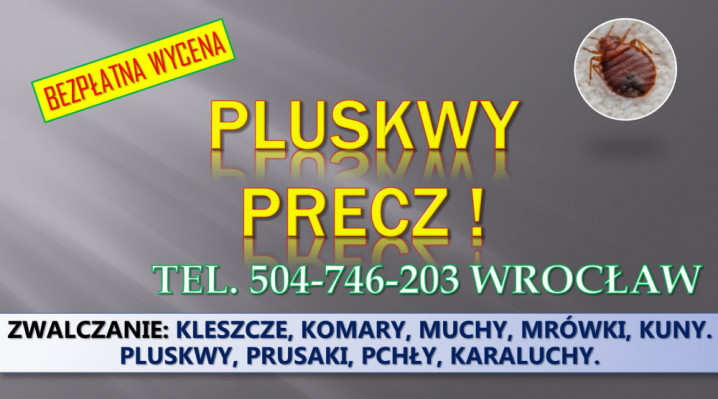 Dezynfekcja na pluskwy, cennik, tel. 504-746-203, Wrocław. Zwalczanie
