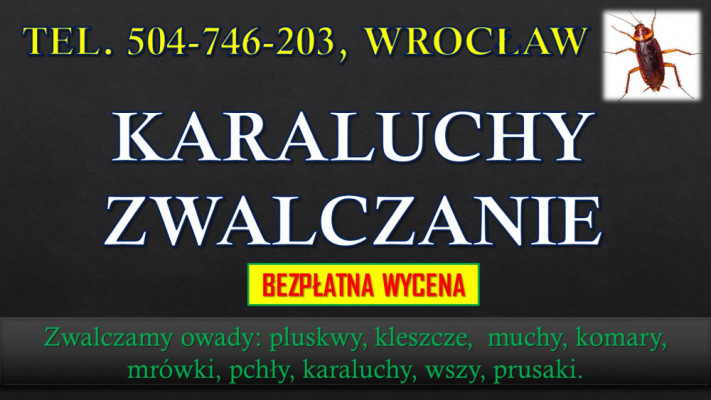 Karaluchy dezynfekcja i zwalczanie, tel. 504-746-203, Wrocław. oprysk