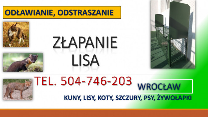 Pułapka na kuny, lisy,  Wrocław, tel. 504-746-203. Żywołapka, cena