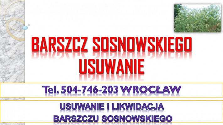 Barszcz Sosnowskiego, cena, tel. 504-746-203, likwidacja, usunięcie