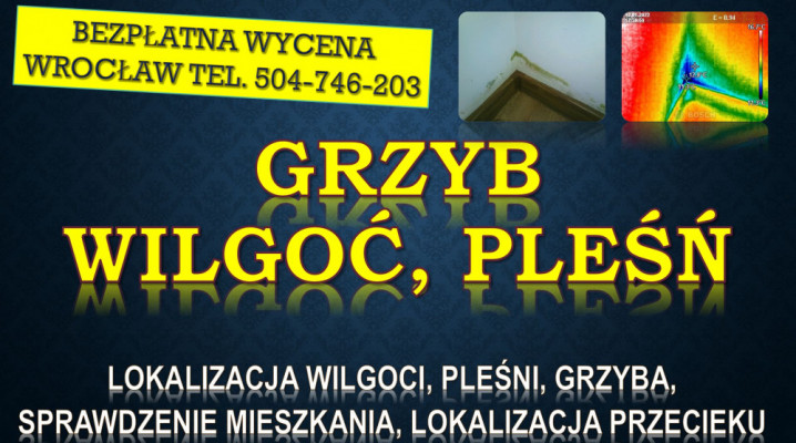 Odgrzybianie mieszkania, cena, tel. 504-746-203. Wrocław. Termowizja