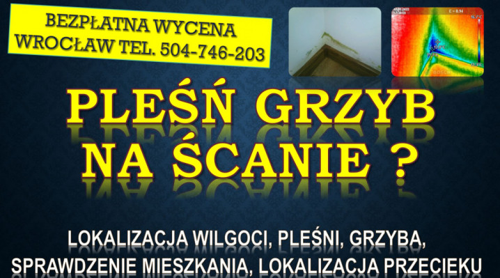 Odgrzybianie mieszkania, cena, tel. 504-746-203. Wrocław. Termowizja