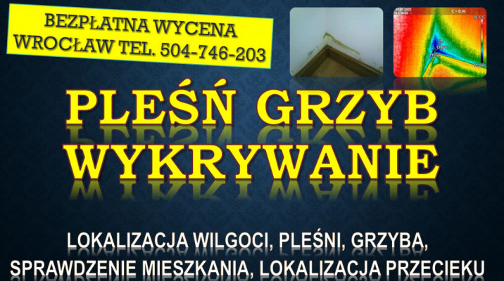 Odgrzybianie mieszkania, cena, tel. 504-746-203. Wrocław. Termowizja