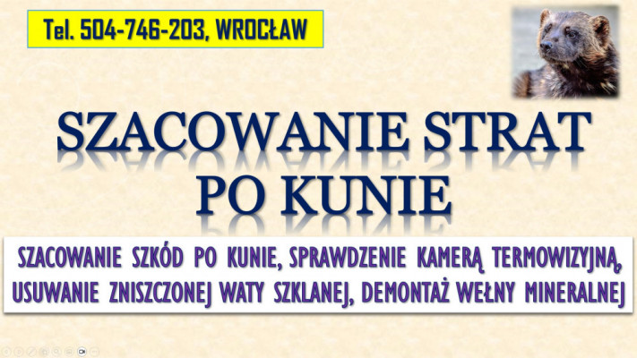 Szacowanie szkód po kunie, tel. 504-746-203, Wrocław. Wycena szkody