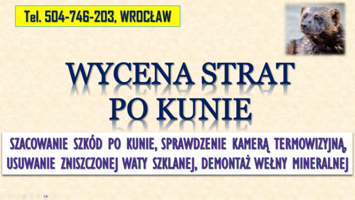 Szacowanie szkód po kunie, tel. 504-746-203, Wrocław. Wycena szkody