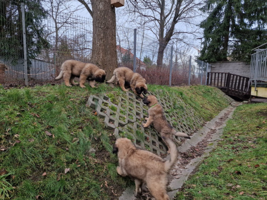 Leonberger szczeniaki