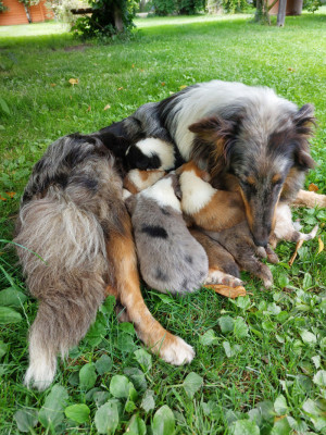 owczarek szkocki , collie , lassie