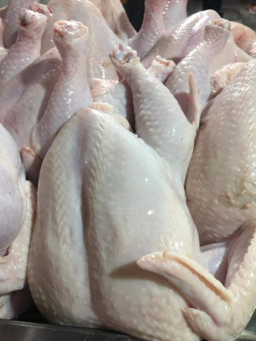 Frozen bonless Chicken Breast Wholesale Suppliers