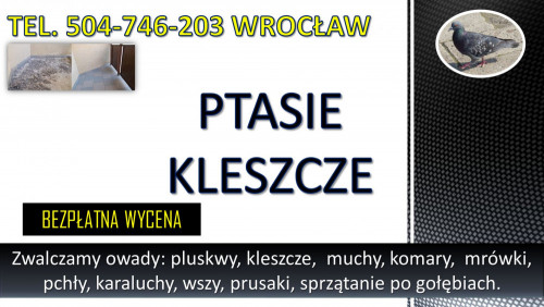 Obrzeżek gołębi, dezynfekcja tel. 504-746-203, Wrocław, kleszcze