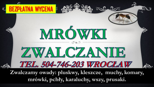 Likwidacja mrówki faraona cena tel. 504-746-203, Wrocław. Dezynfekcja